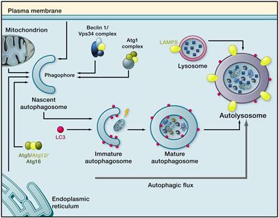 Influence of Normal Aging on Brain Autophagy: A Complex Scenario